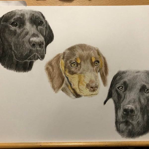 A3 Custom pet portrait for three pets made with coloured pencil