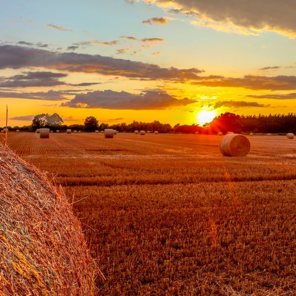 Countryside Collection - Harvest Sunset - Photographic Mounted Image