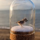 Tiny wool miniature Crested Tit in hanging bell-jar