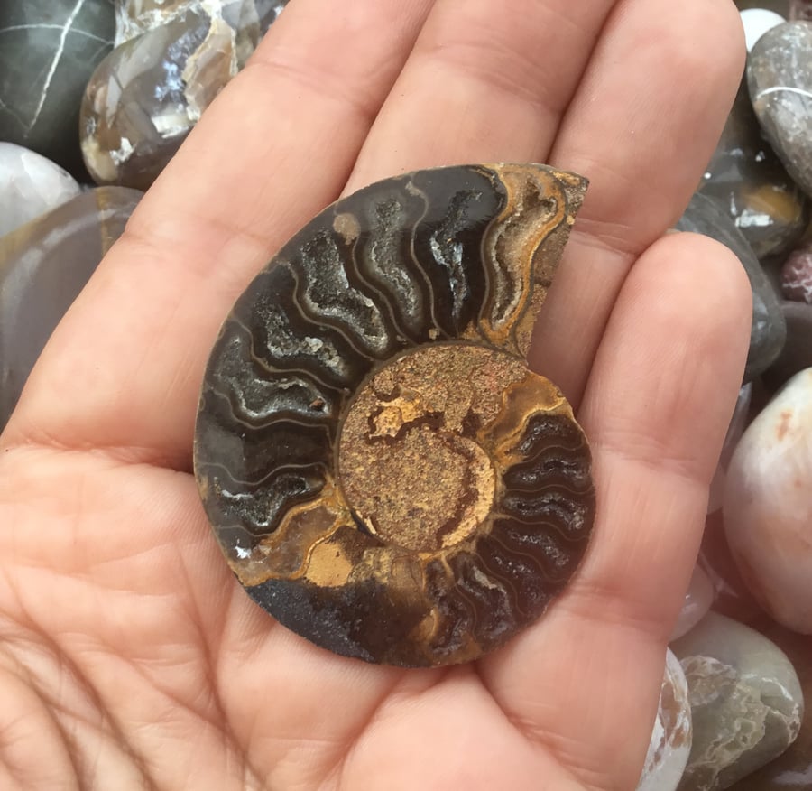 Lovely Half Polished Druzy Ammonite Cabochon for crafting or Jewellery Project.