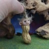 Seed Podling Gnome 'Prudi' in peanut shell 2" OOAK Sculpt by Ann Galvin