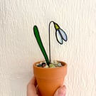 Iridescent white stained glass snowdrop in a pot, spring flowers