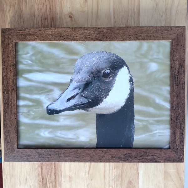 Canada goose close up