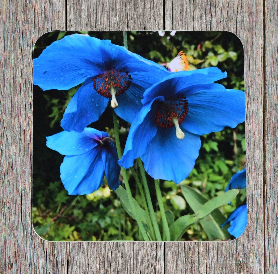Coasters. Meconopsis Blue Poppy flowers. Photo image cork backed.