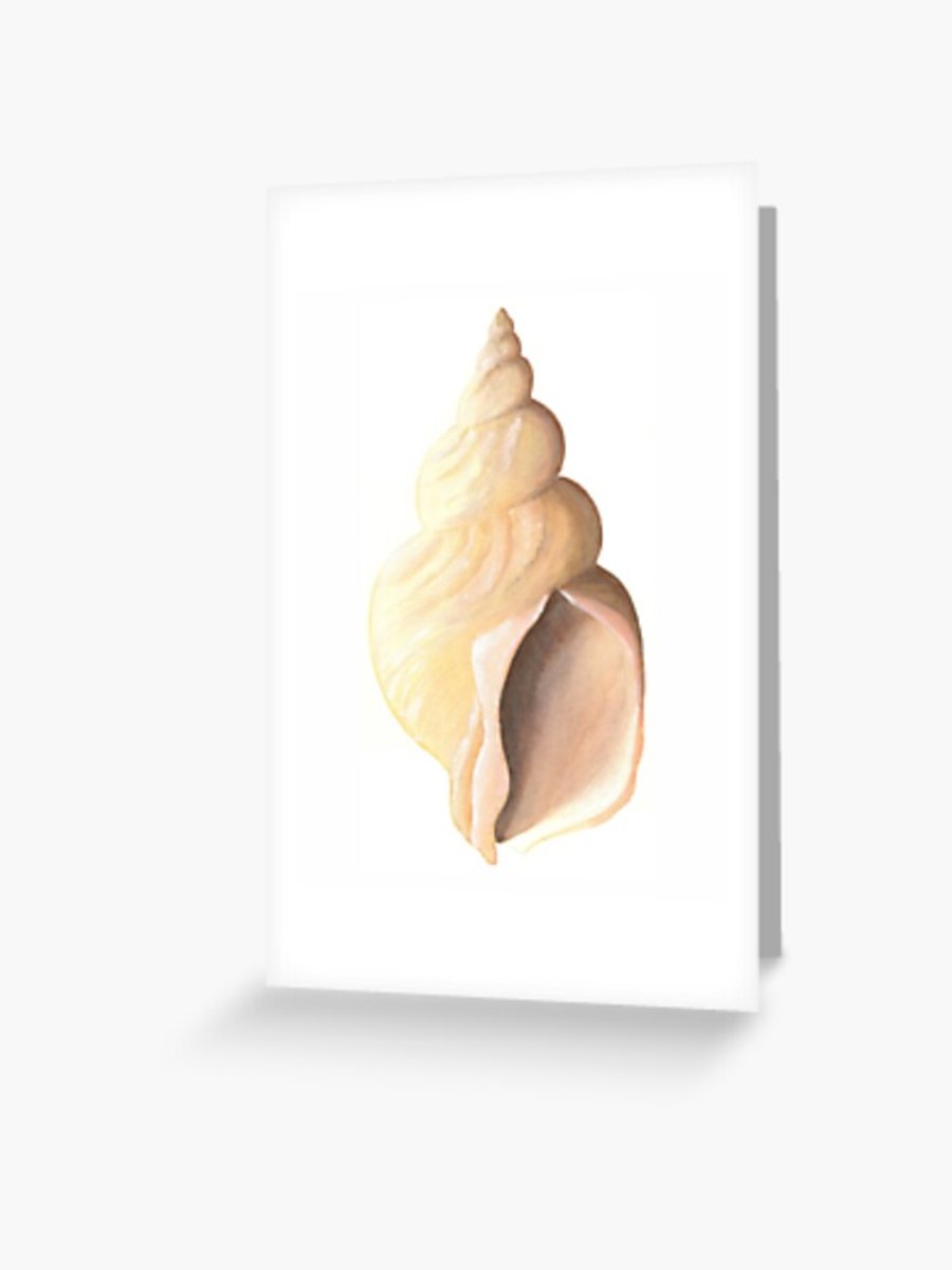 Seconds Sunday blank art card greeting card of a whelk seashell note card