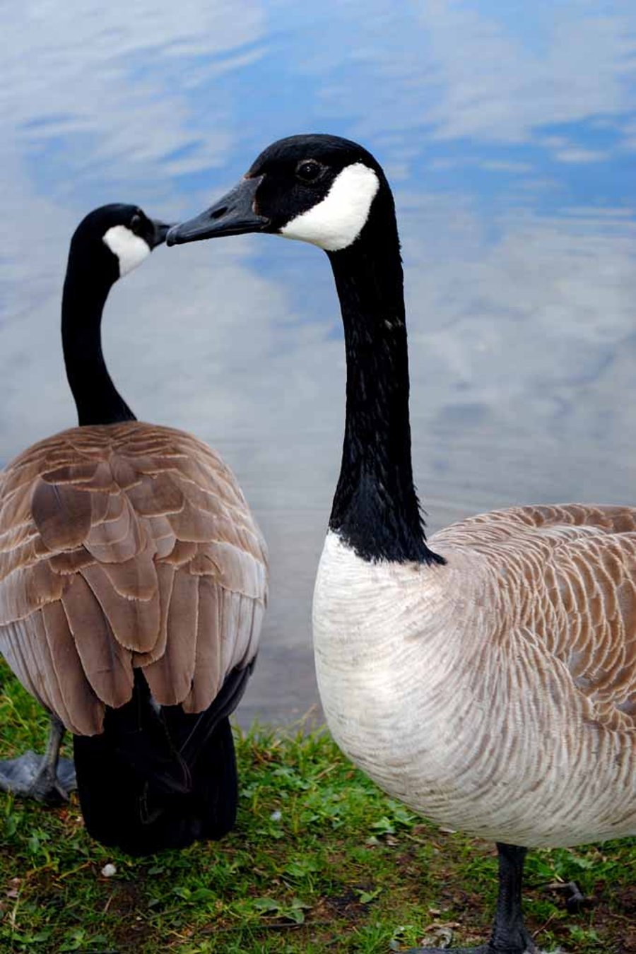 Canada Goose Canadian Geese Wild Bird 12"x18" Print