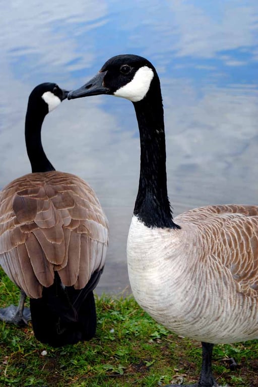 Canada Goose Canadian Geese Wild Bird 12"x18" Print