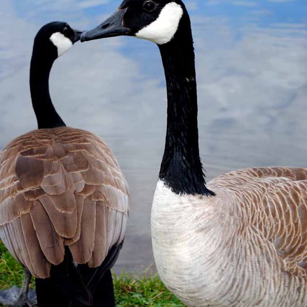 Canada Goose Canadian Geese Wild Bird 12"x18" Print