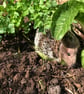 Hedgehog - Image 5