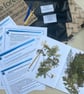 Botanical Cyanotype Starter Kit - Image 2