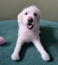 Custom needle felted pet sculpture