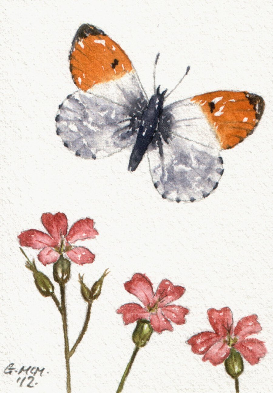 Original Watercolour ACEO - Orange Tip Butterfly