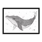 Humpback Whale A4 Original Art Pen And Ink Drawing