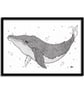 Humpback Whale A4 Original Art Pen And Ink Drawing