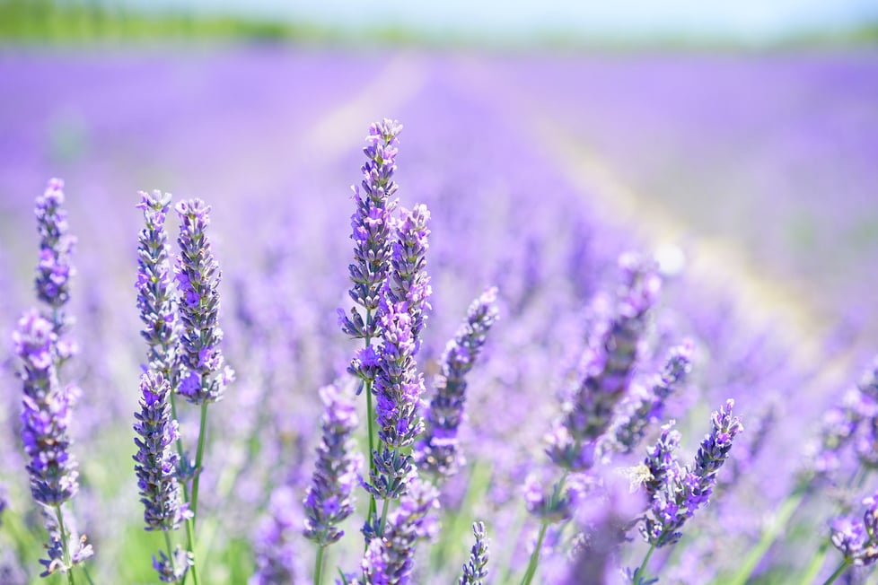 Lavender With Love