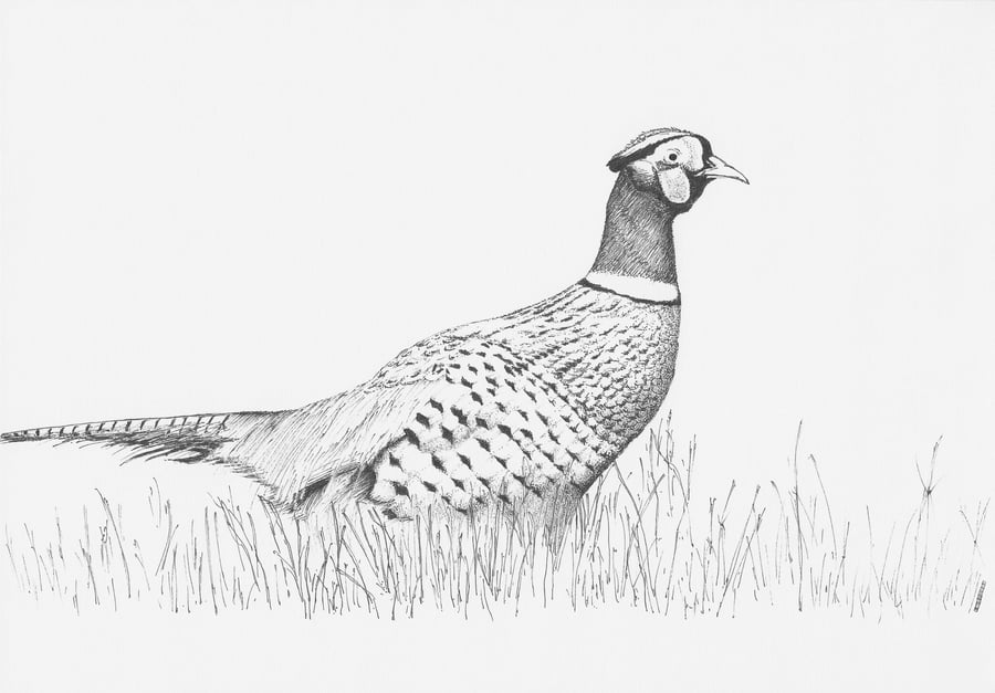 Pheasant limited giclee print from original pen drawing