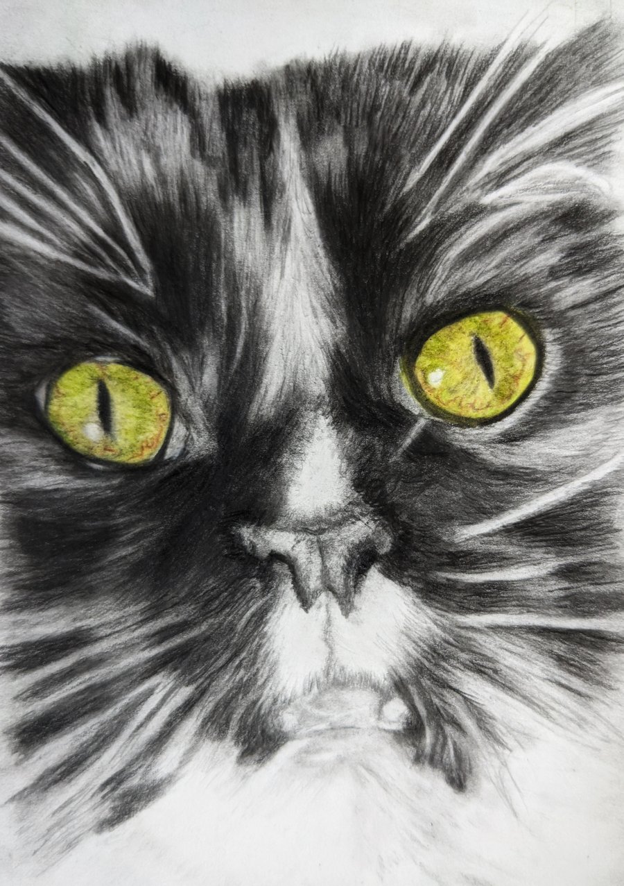 A5 Pet portrait commission, pet memorial, graphite drawing