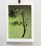 Fine Art Photograph Pine Branch - A4 - Choice of Four Colours - Image 4