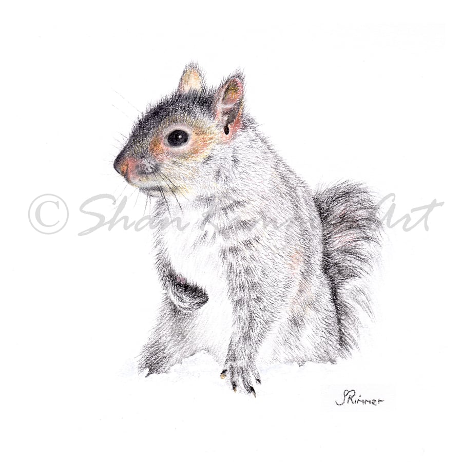 Limited edition Wildlife Print from original pastel drawing- grey squirrel