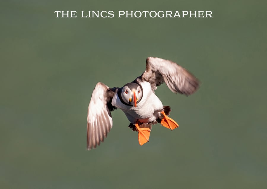 Puffin print (Limited edition of 10)