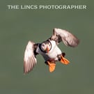 Puffin print (Limited edition of 10)