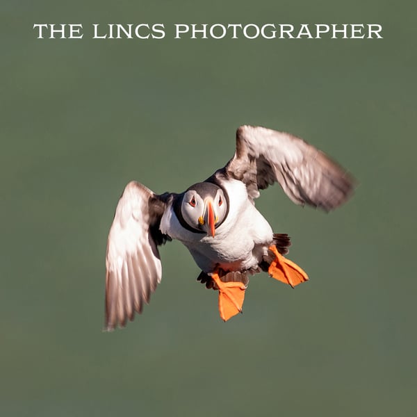 Puffin print (Limited edition of 10)
