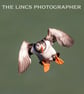 Puffin print (Limited edition of 10)
