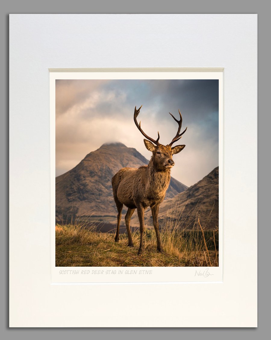 Scottish Highlands Red Deer Stag in Glen Etive - A3 (40x50cm Unframed Print