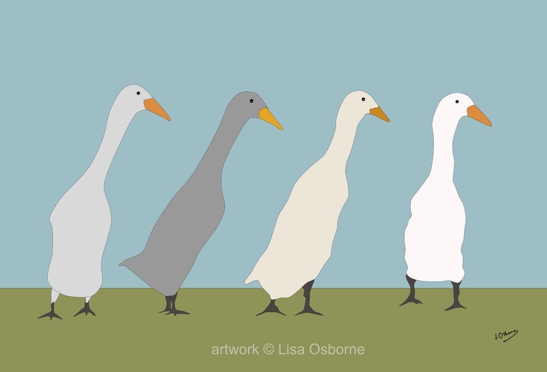 Runner ducks - art print - pets