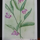 Comfrey Plant Watercolour Print A5