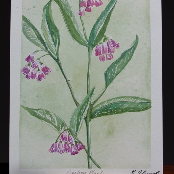 Comfrey Plant Watercolour Print A5