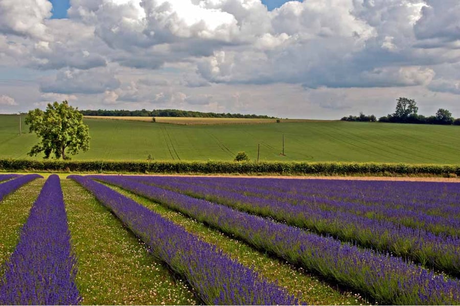 Lavender Field Purple Flowers Cotswolds Photograph Print