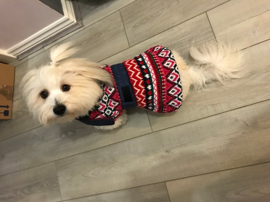 LOVE hearts small dog coat with hearts & red collar