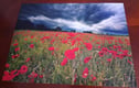Poppies