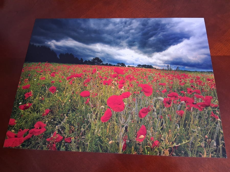 POPPY FIELD PHOTO 16 X 12
