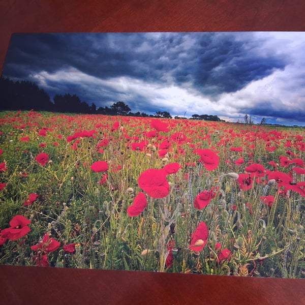 POPPY FIELD PHOTO 16 X 12