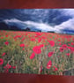 POPPY FIELD PHOTO 16 X 12