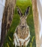 Wood Art Hare Painting - Image 1