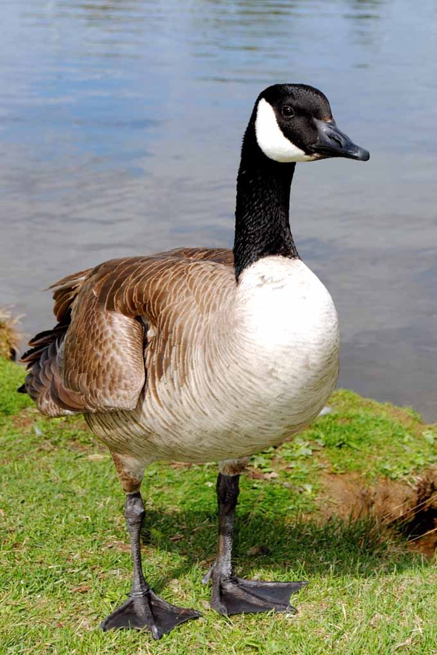 Canada Goose Canadian Geese Wild Bird Photograph Print
