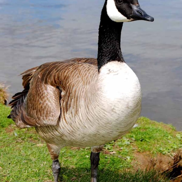 Canada Goose Canadian Geese Wild Bird Photograph Print