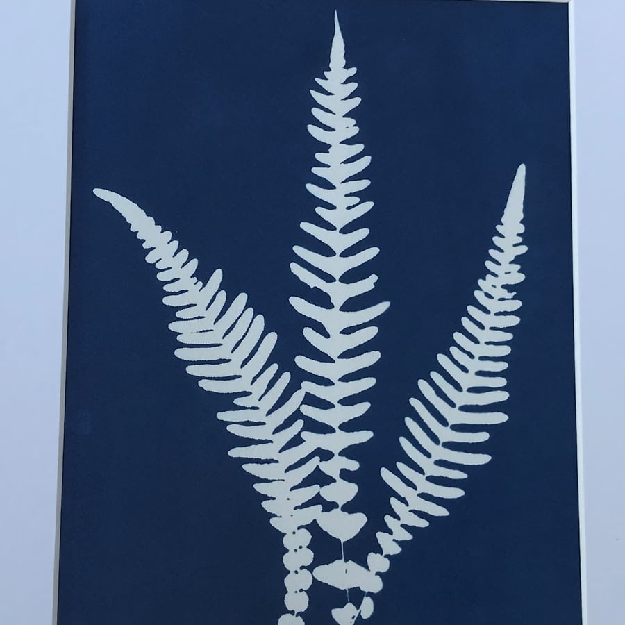 A Cyanotype Photogram piece of Artwork, Jaylin - Deer Fern, Botanical art
