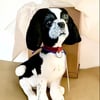 Shih Tzu Keepsake 