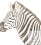 Zebra - Blank Card - Image 1