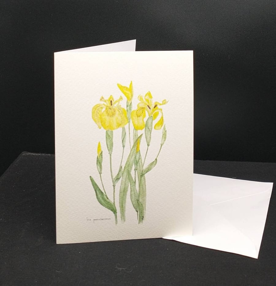 Iris (Yellow Flag) greetings card.