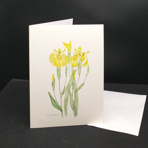 Iris (Yellow Flag) greetings card.