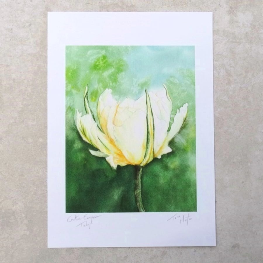 Art Print 'Exotic Emperor Tulip'