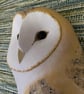Barn owl - Image 4