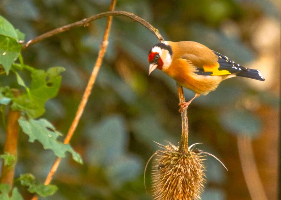 Garden Bird Greetings Card - Goldfinch Photography - Blank inside.