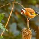 Garden Bird Greetings Card - Goldfinch Photography - Blank inside.