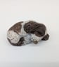 Mini Curled Spaniel - Image 3